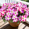 UV Resistant Fake Silk Morning Glory